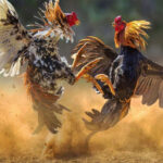 Cao thủ mách anh em cách nuôi gà đá chân mạnh cực đỉnh