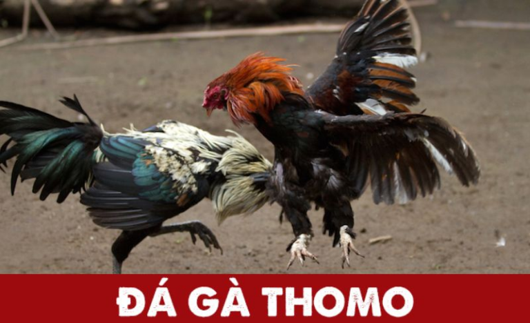 Khám Phá Chi Tiết Về Đá Gà Thomo – Đẳng Cấp Số 1 Hiện Nay