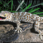 Mơ Thấy Tắc Kè Kêu Và Những Con Số May Mắn