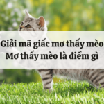 Nằm Mơ Thấy Mèo