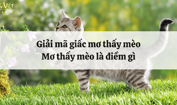 Nằm Mơ Thấy Mèo