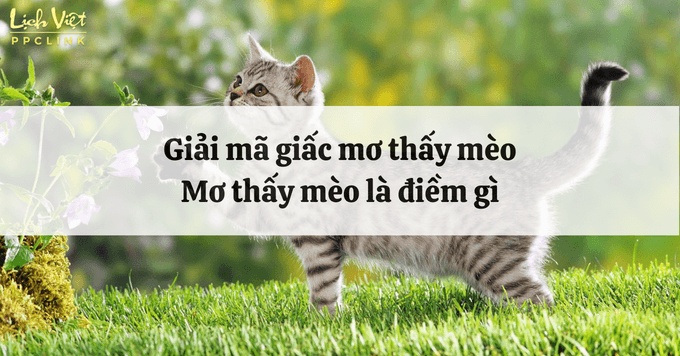 Nằm Mơ Thấy Mèo