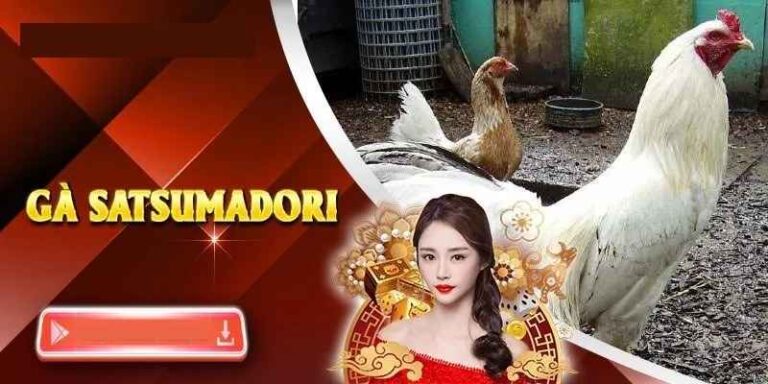 Gà Satsumadori – Vẻ Đẹp Hiếm Có Của Giống Gà Quý Tộc Nhật Bản
