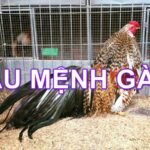 Xem Màu Mạng Gà Đá Hôm Nay Chuẩn Xác Từ Chuyên Gia