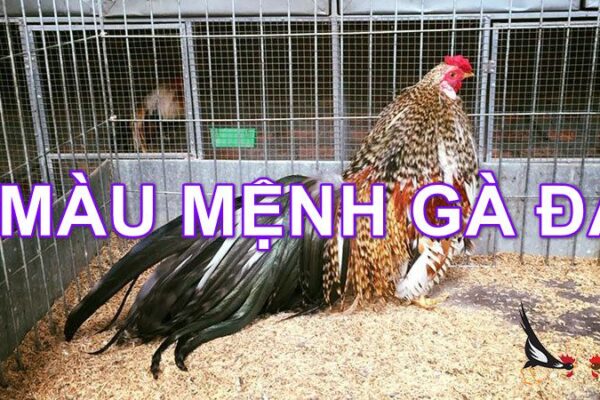 Xem Màu Mạng Gà Đá Hôm Nay Chuẩn Xác Từ Chuyên Gia