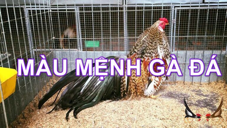 Xem Màu Mạng Gà Đá Hôm Nay Chuẩn Xác Từ Chuyên Gia