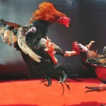 Cho Gà Uống Thuốc Gì Trước Khi Đá Để Tăng Tỉ Lệ Thắng