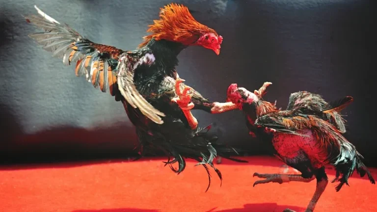 Cho Gà Uống Thuốc Gì Trước Khi Đá Để Tăng Tỉ Lệ Thắng
